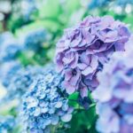 発達障害と梅雨の体調不良への対策【五苓散がおすすめ！】