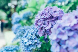 発達障害と梅雨の体調不良への対策【五苓散がおすすめ！】